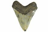 Fossil Megalodon Tooth - Huge NC Meg #298824-2